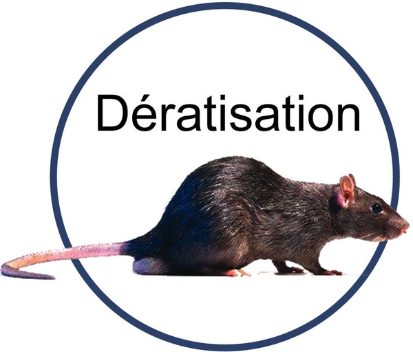 rat photo